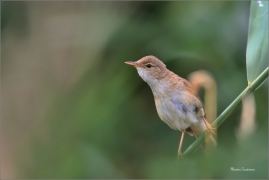 <p>RÁKOSNÍK OBECNÝ (Acrocephalus scirpaceus) - jižní Morava ---- /Eurasian reed warbler – Teichrohrsänger/</p>